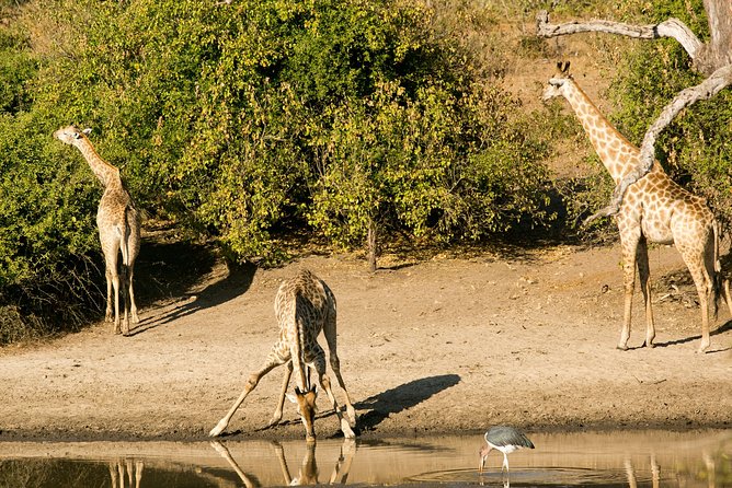 3-Day Chobe National Park Camping Safari From Victoria Falls - Meeting and Pickup