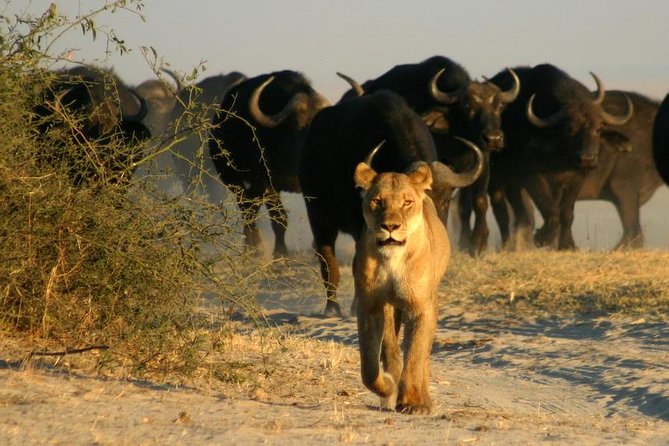 3-Day Chobe National Park Camping Safari From Victoria Falls - Health and Accessibility