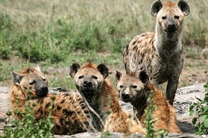 3 Day Classic, Guided Serengeti Safari - Accommodation and Meals