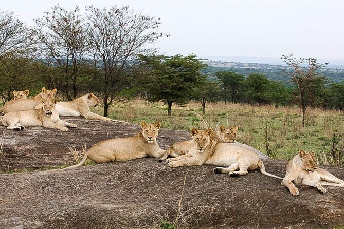 3 Day Classic, Guided Serengeti Safari - Safari Experience Overview
