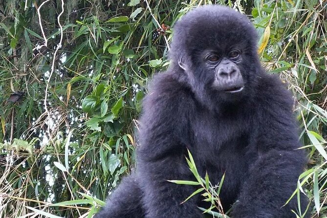 3-Day Climax Guided Gorilla Trekking Mist and Batwa Safari - Meeting and Pickup