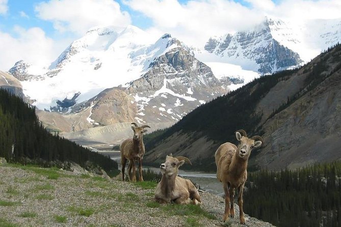 3 Day Columbia Icefileds,Jasper,Lake Louise Calgary&Banff Pick up - Cancellation and Refund Policy