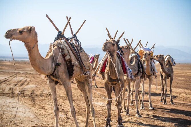 3 Day Danakil Depression Ertale and Dallol Tours - Inclusions and Exclusions