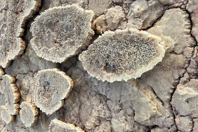 3 Day Danakil Depression Ertale and Dallol Tours - Pricing Information