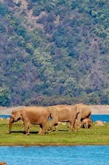 3-Day Delhi & Jaipur Tour With Jim Corbett National Park . - Exclusions