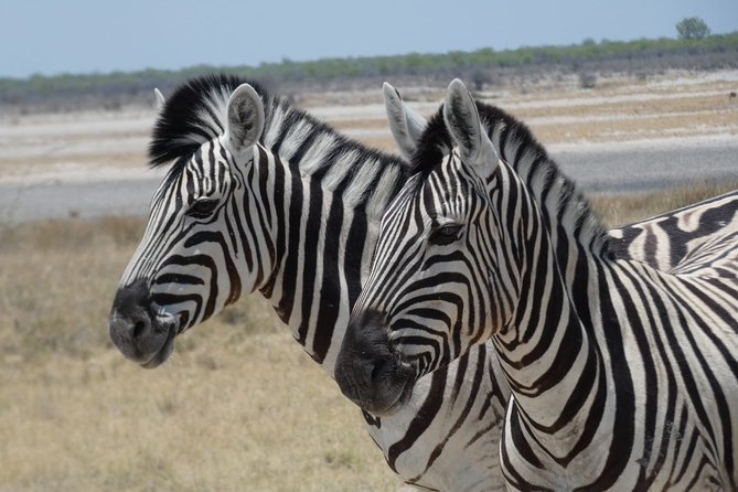 3 Day Desert Trail: Central Kalahari Game Reserve - WildCamping Safari - Traveler Considerations