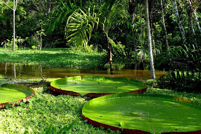 3-Day Eco Amazonia Lodge in the Amazon Jungle ECOMAGICO - Meals and Culinary Offerings