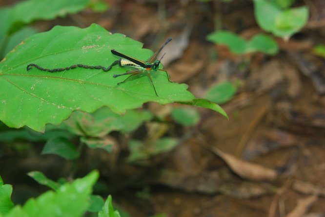 3-Day Eco Amazonia Lodge in the Amazon Jungle ECOMAGICO - Pricing and Inclusions