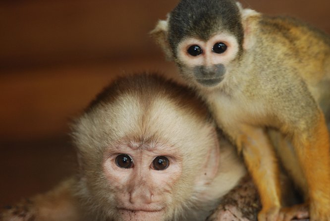 3-Day Eco Amazonia Lodge in the Amazon Jungle ECOMAGICO - Guest Reviews and Feedback