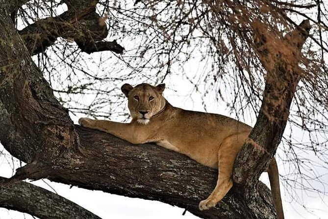 3 Day Essential 4x4 Safari: Manyara, Tarangire & Ngorongoro - Accessibility Information