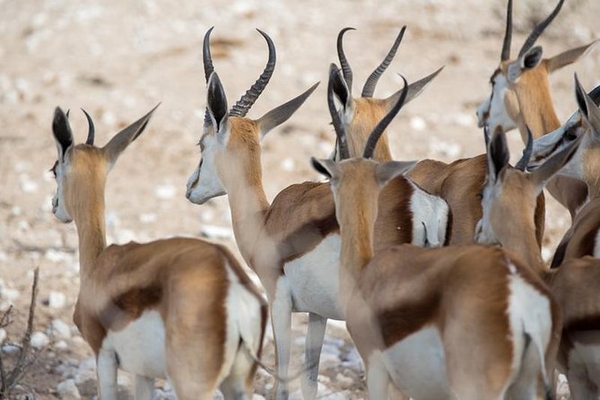 3 Day Etosha Budget Camping Safari - Meeting and Pickup Details