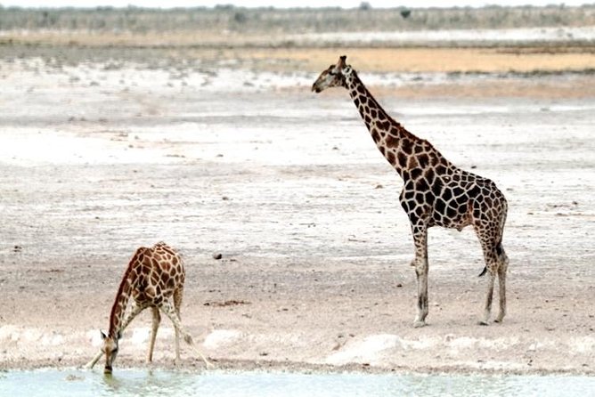 3 Day Etosha Budget Camping Safari - Traveler Reviews and Ratings