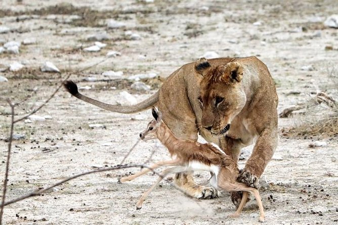 3 Day Etosha Budget Camping Safari - What to Bring