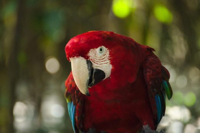 3 Day Garden Route All-Inclusive Private Tour From Cape Town - Cango Caves and Wildlife Ranch