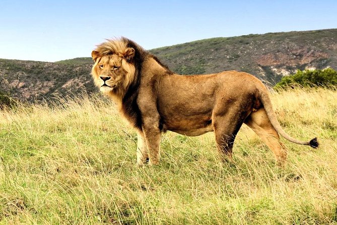 3 Day Garden Route Highlights and Safari With Private Transfers - Wildlife Encounters on Safari