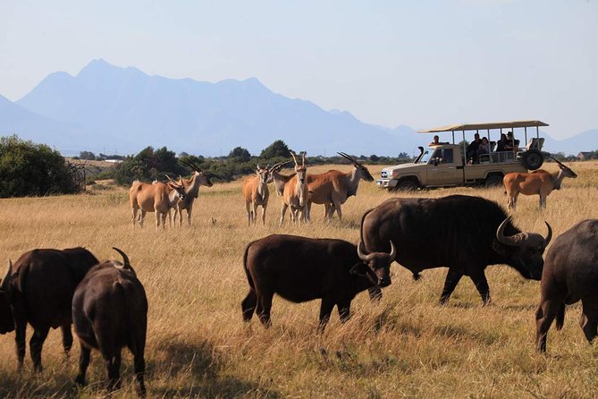 3 Day Garden Route Highlights and Safari With Private Transfers - Accommodations and Logistics