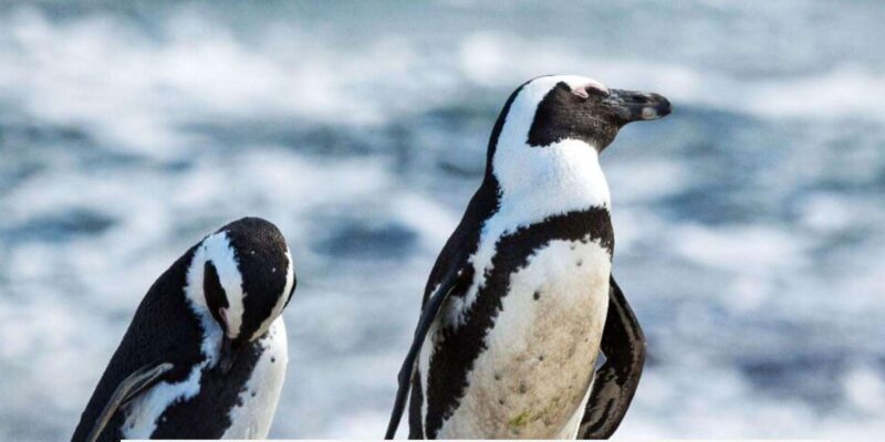 3 Day Garden Route Private Safari From Cape Town - Key Highlights