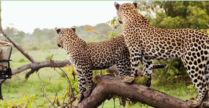 3 Day Garden Route Private Safari From Cape Town - Transportation and Accessibility