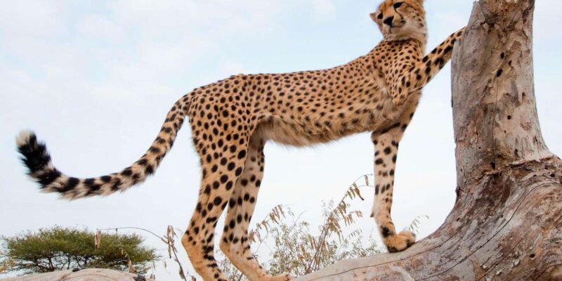 3 Day Garden Route Private Tour From Cape Town - Key Points