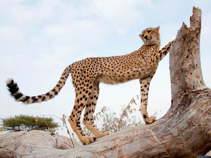 3 Day Garden Route Private Tour From Cape Town - Itinerary Highlights