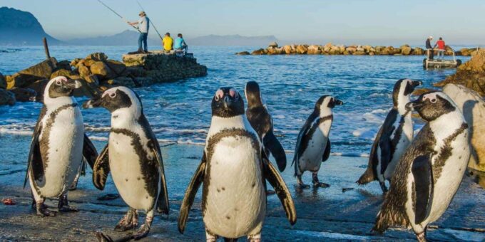 3 Day Garden Route Private Tour From Cape Town - Nature and Wildlife