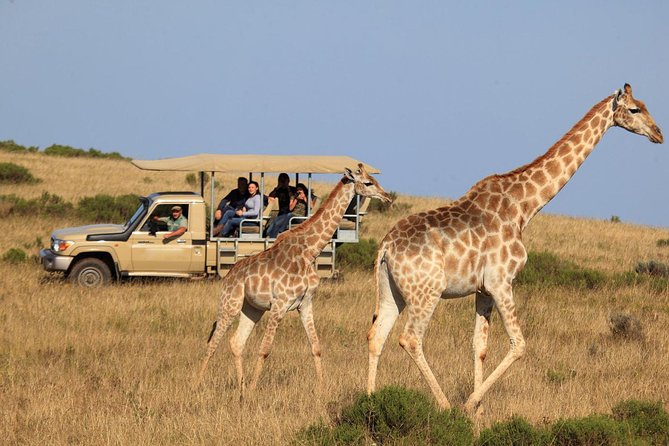 3 Day Garden Routes Best Highlights With Safari From Cape Town - Cango Caves Exploration