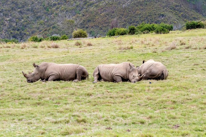 3 Day Garden Routes Best Highlights With Safari From Cape Town - Donated Charity Projects