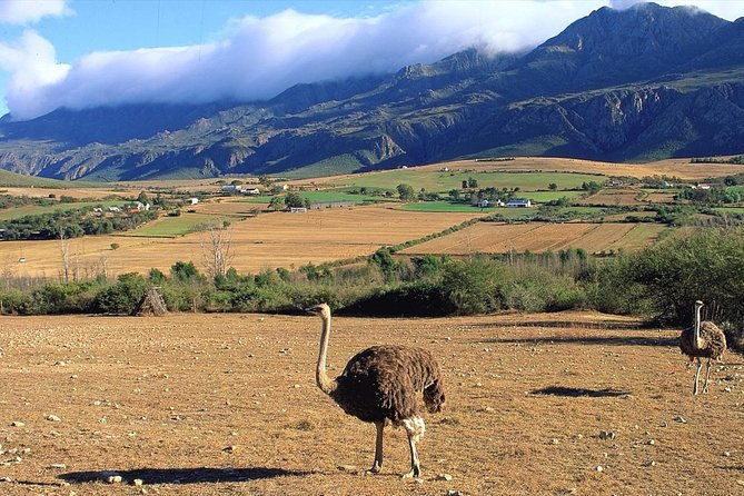 3 Day Garden Routes Best Highlights With Safari From Cape Town - Accommodation and Meals