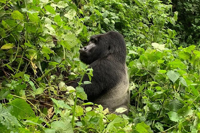 3 Day Gorilla Trek at Bwindi National Park via Kigali - Meeting and Pickup Details
