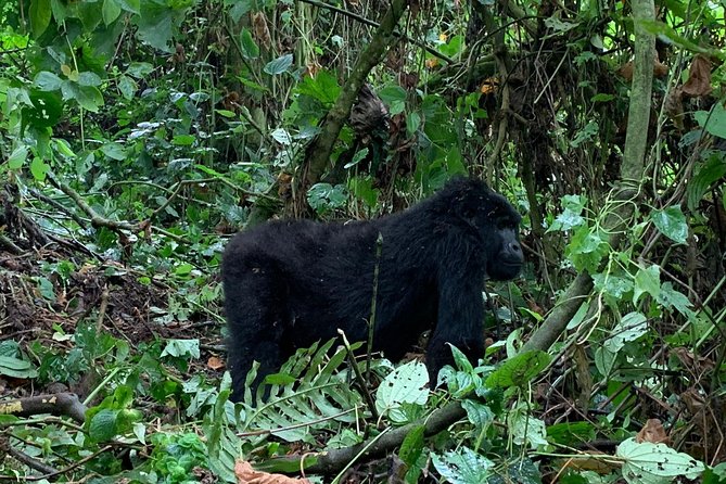 3 Day Gorilla Trek at Bwindi National Park via Kigali - Ticket Redemption Point