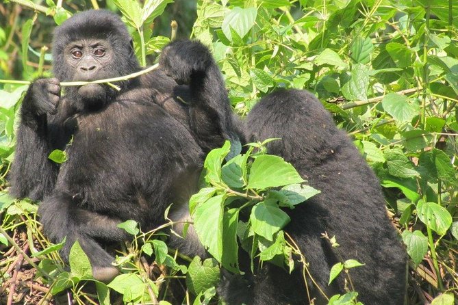3-Day Gorilla Trekking Budget Safari in Uganda - Safari Itinerary