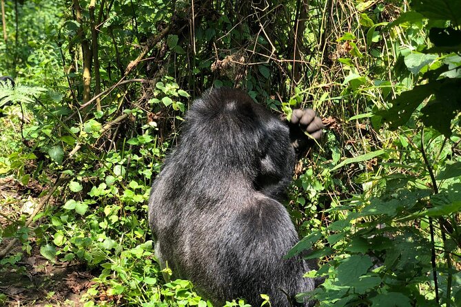 3 Day Gorilla Trekking Luxury Safari in Uganda - Gorilla Trekking Experience
