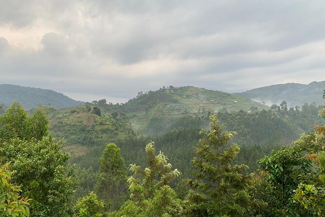 3 Day Gorilla Trekking Luxury Safari in Uganda - Accommodations and Luxury Features