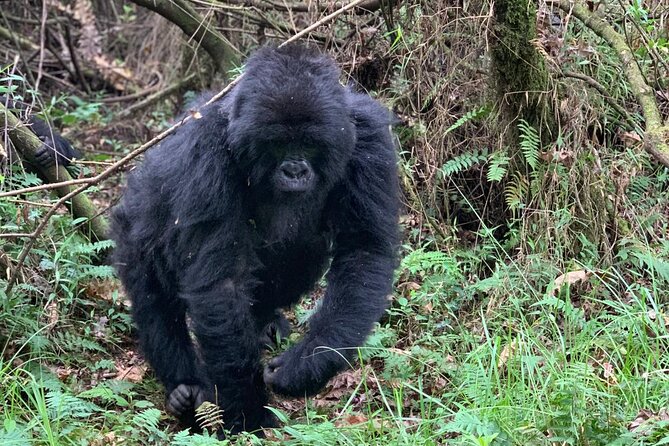 3 Day Gorilla Trekking Luxury Safari in Uganda - Health and Fitness Guidelines