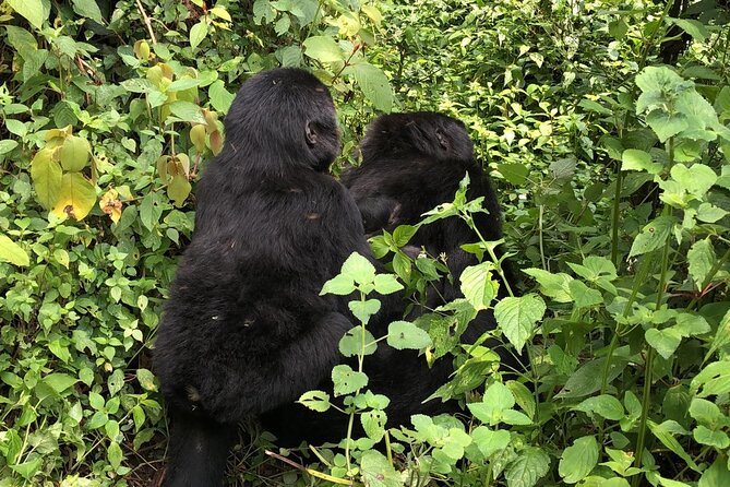 3 Day Gorilla Trekking Luxury Safari in Uganda - Customer Reviews and Ratings