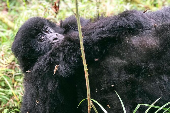 3 Day Gorilla Trekking Luxury Safari in Uganda - Packing Essentials for the Trek