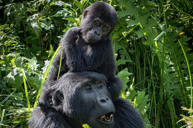 3-Day Gorilla Trekking Safari in Bwindi Impenetrable Forest - Pickup and Start Time