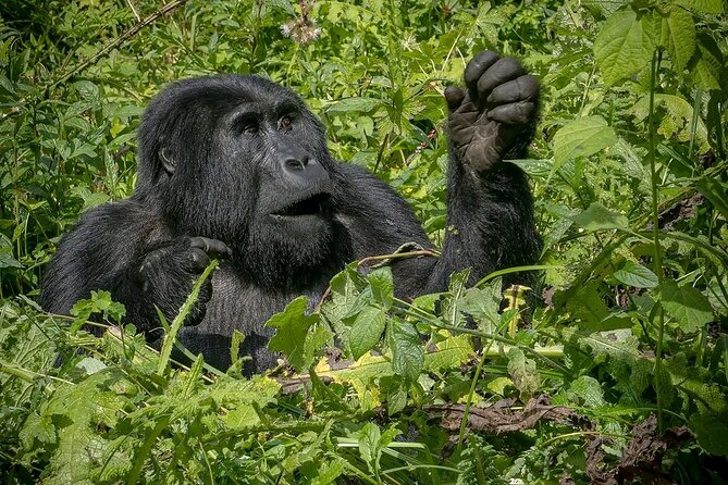 3-Day Gorilla Trekking Safari in Bwindi Impenetrable Forest - Gorilla Sanctuary Exploration