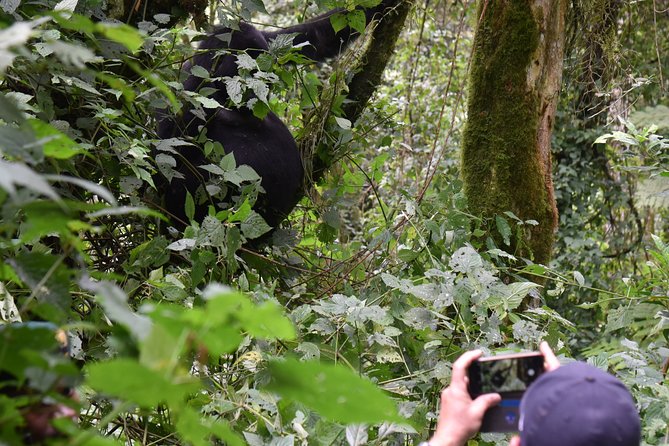 3-Day Gorilla Trekking Safari in Bwindi Impenetrable Forest - Equator and Banana Plantations