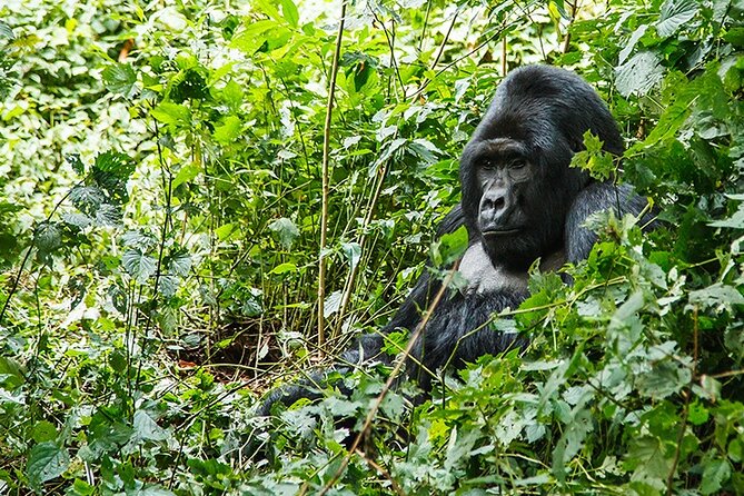 3-Day Gorillas Trekking and Batwa Experience - Batwa Cultural Experience