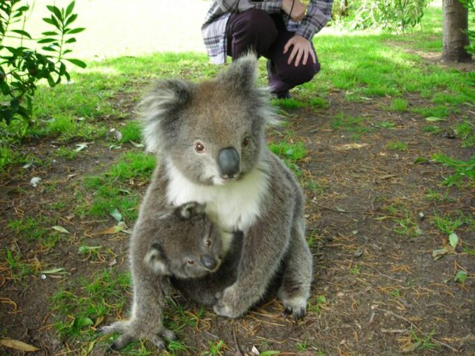3-Day Great Ocean Road and Grampians Small-Group Tour - Frequently Asked Questions