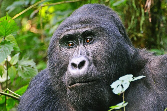 3 Day Guided Gorilla Tracking Safari At Bwindi National Park - Key Points