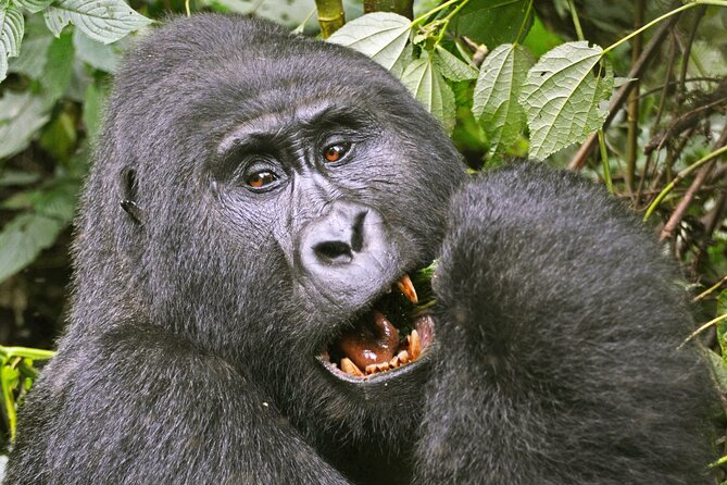 3 Day Guided Gorilla Tracking Safari At Bwindi National Park - Inclusions and Exclusions