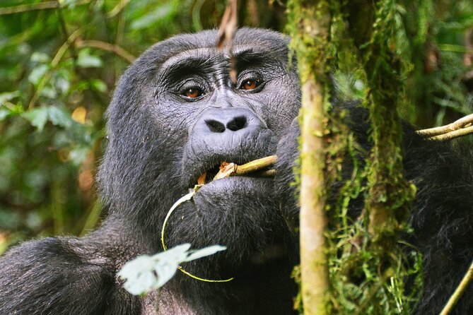 3 Day Guided Gorilla Tracking Safari At Bwindi National Park - Traveler Requirements