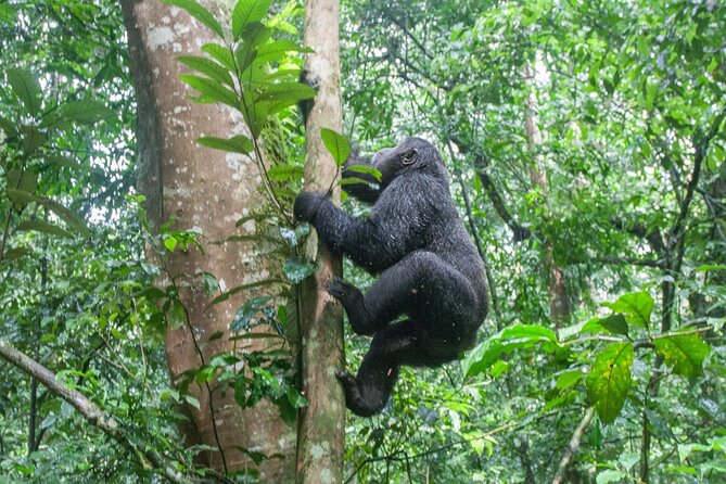 3 Day Guided Gorilla Tracking Safari At Bwindi National Park - Safari Itinerary