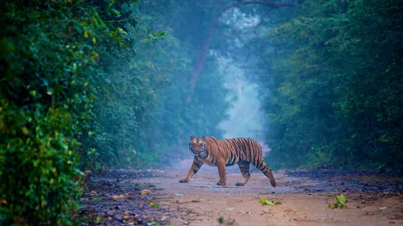 3-Day Jim Corbett National Park Tour - Safari Experiences