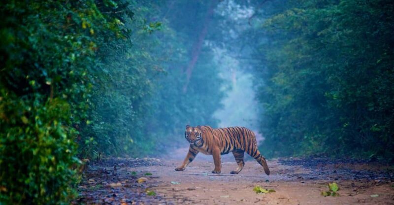 3-Day Jim Corbett National Park Tour - Optional Activities