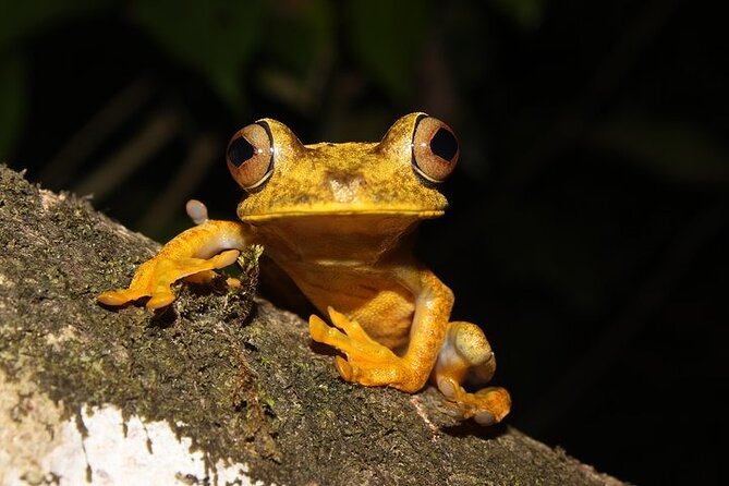 3-Day Jungle Adventure From / to Tena - Napo Amazon Region - Pickup and Transportation