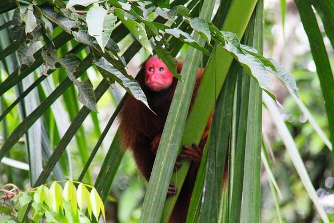 3-Day Jungle and Amazon River Tour From Iquitos - Cruising the Mighty Amazon River