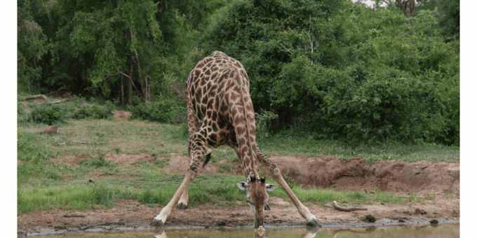 3 Day Kapama Safari From Johannesburg - Itinerary and Highlights